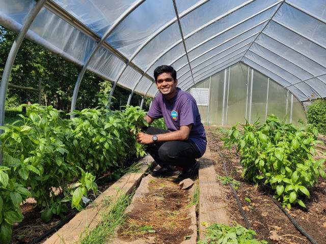 Peter squatting next to green vegetable plants inside a greenhouse.