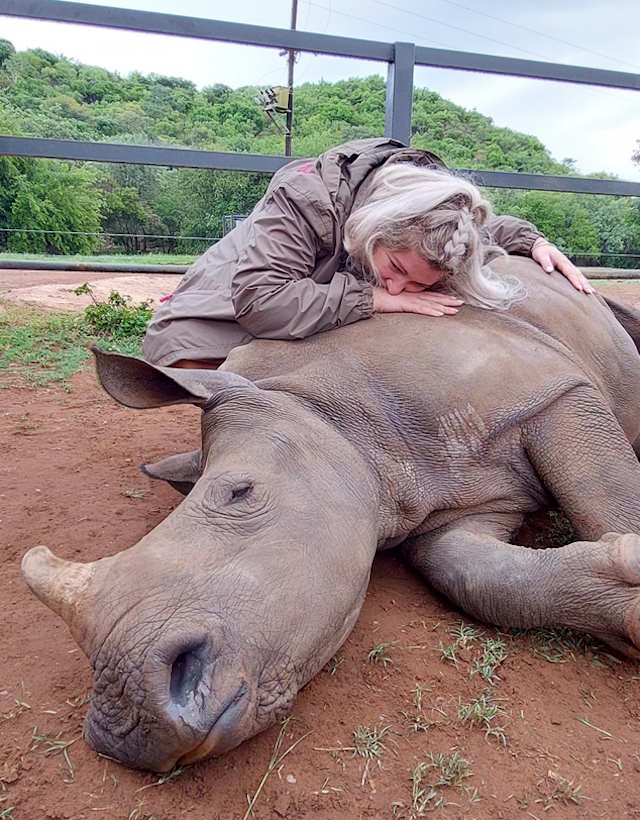 A rhino lying on its side on the ground and Marlize crouched over hugging it.