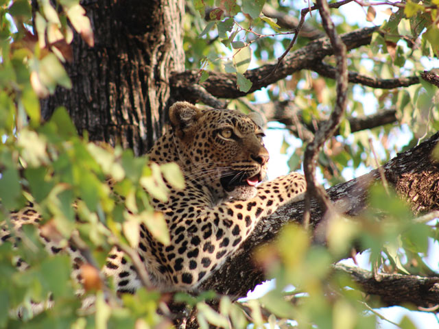 Leopard in a mopani tree