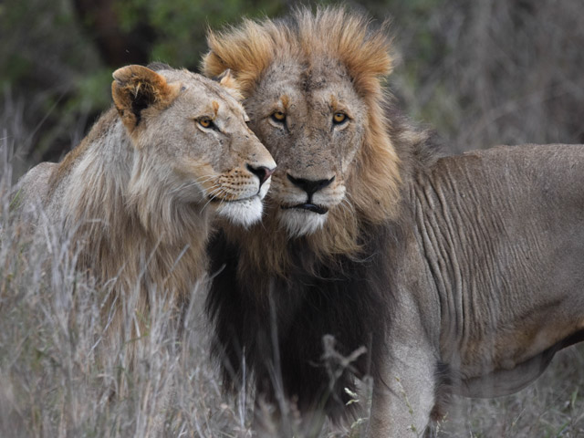 Greeting lions