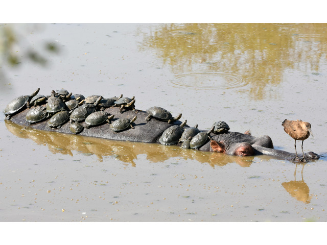 Hippopotamus with terrapins and a hamerkop.