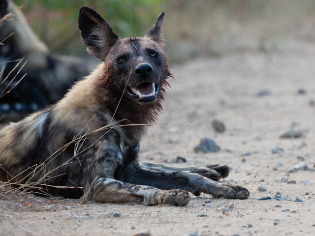 African wild dog.