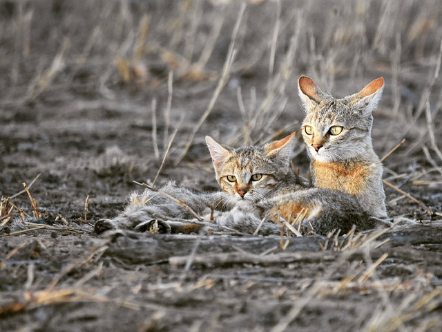 African wildcats in Kgalagadi National Park.