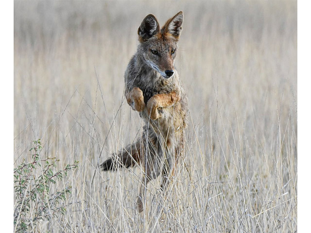 Black-backed jackal hunting mice.