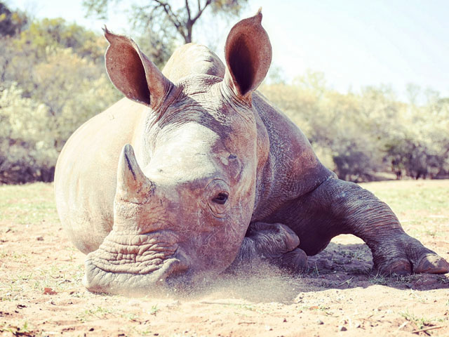 Relaxing with one of the orphaned rhinos. 