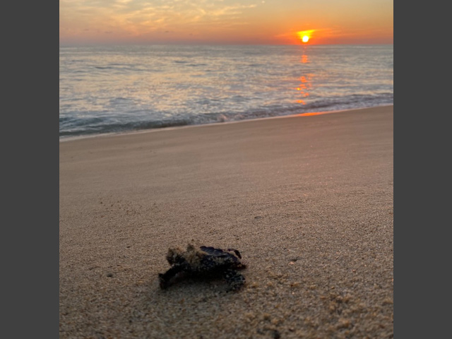 A baby turtle on a beach.