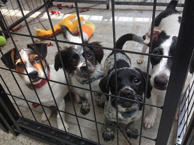 Just some of the dogs that are being taken care of at the shelter